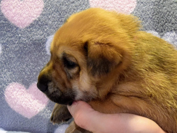 chinook puppy